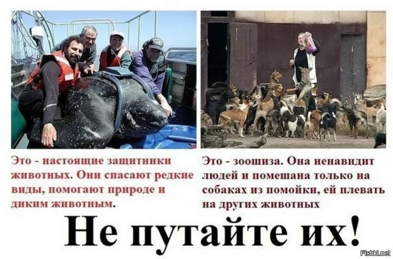 В Ростове-на-Дону мужик защитил женщину с ребёнком от стаи голодных псов