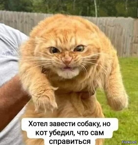 22 смешных фото котанов, демонстрирующих самые разные эмоции