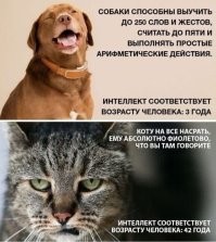 22 смешных фото котанов, демонстрирующих самые разные эмоции