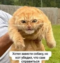 22 смешных фото котанов, демонстрирующих самые разные эмоции
