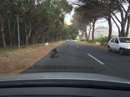 Дорожный гоп-стоп в ЮАР. Единственная страна где я видел дорожные знаки "Осторожно бабуины"