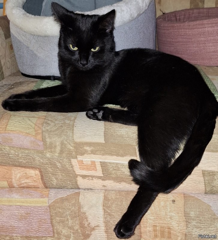 чёрррное котэ!