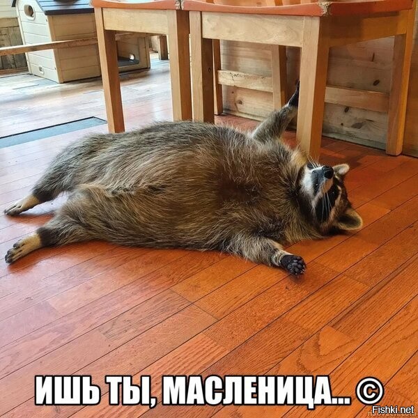 Енот лакомится блинами