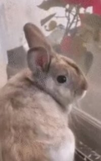 Был у меня такой бандюга (почти такой)! Так один раз забыли запереть в клетке и ушли, так он запрыгнул на телевизионную тумбу (!) и прошелся как кусачками по всем проводам (телик, антенна, видик, проигрыватель CD....). Как только током не убило, сетевые провода тоже перекусил! Стёпкой звали.