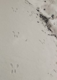 Автор видео видел куницу, следы точь в точь как у куницы... Может все таки куница? ;-)
Представляю какая паника бы началась, если бы они увидели следы, которые я вчера сфоткал. ;-)