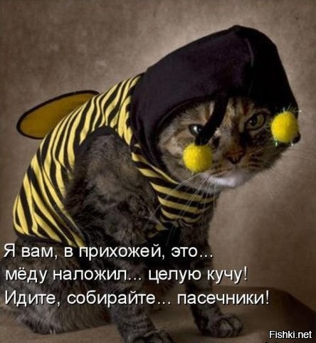 22 смешных фото котанов, демонстрирующих самые разные эмоции