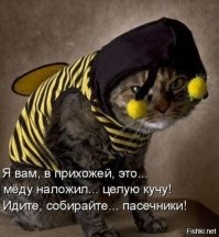 22 смешных фото котанов, демонстрирующих самые разные эмоции
