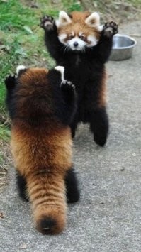 Я бы очень хотел завести себе красную панду, но это из области нереального.