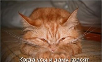 24 примера того, что делает кошку кошкой