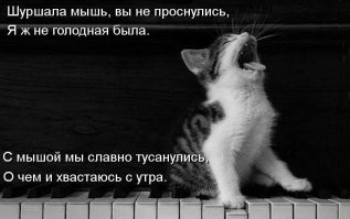24 примера того, что делает кошку кошкой