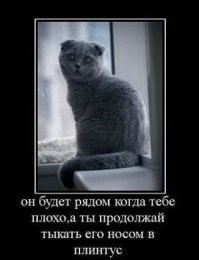 24 примера того, что делает кошку кошкой