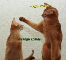 24 примера того, что делает кошку кошкой