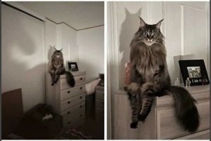 24 примера того, что делает кошку кошкой