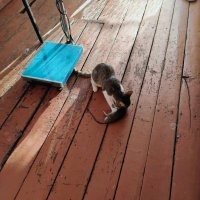Живу в деревне, у меня коты не такие игривые