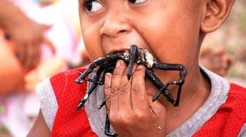 Птицеед-голиаф: крупнейший паук планеты