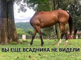 22 фотографии, доказывающие, что братья наши меньшие те ещё комедианты