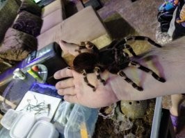 Птицеед-голиаф: крупнейший паук планеты