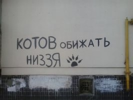 Мужчина разбил зеркало лифта котом