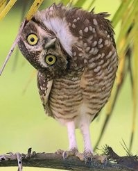 Бортпроводника раскритиковали за игру на скрипке