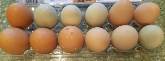 Зато яйца у меня совсем разные! Не то чтобы была заметна разница во вкусе...