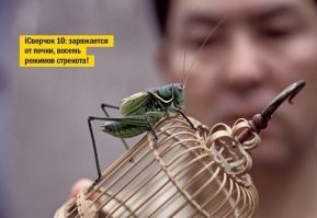 Так в Китае модно. Ну было модно старину. Сейчас не знаю точно, но попадалось упоминание, что всё же держат в клетках сверчков. Но более как питомцев. А вот в старину эдакую маленькую клеточку, часто очень красивую, дорогую, со сверчком носили на поясе. Типа удачу приносил.