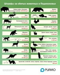 Не повезло водителю ... И ремонт машины и за тушку оленя...