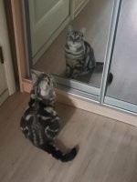 Моя тоже любительница. Во все  шкафы пялится минут по десять.