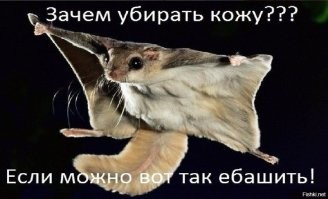 Красно-белая летяга:  размером с кошку, они ещё и летать умеют!