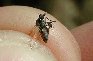 Эти мухи летят не на меркаптан а на СО2 и питаются кровью . Это не мухи а гнус (кровососущая мошкара)