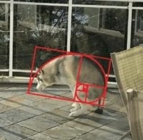 Названы самые красивые породы собак по принципу золотого сечения