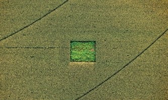 у нас в крае это делают в кукурузе