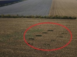 у нас в крае это делают в кукурузе