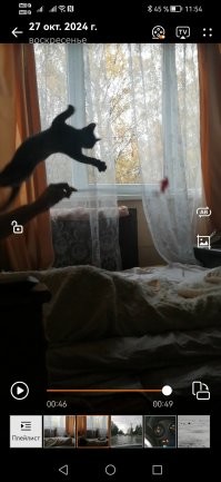 У нас котей вот так прыгает...