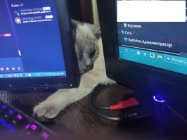 Хозяин, я рядом!