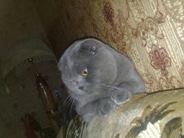 12 лет уже люблю эту заразу