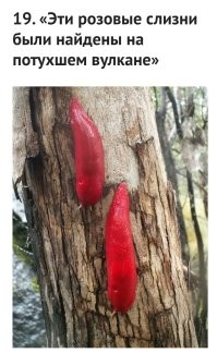 Звиздёж. Это дерево