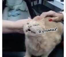 Как дать кошке таблетку