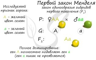 Менделя на них нет!