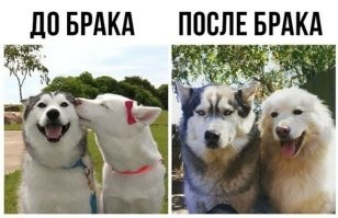 20 собак, которые излучают нежность и любят целоваться