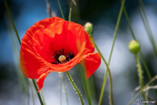 этот  цветок тоже поклонников имеет