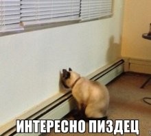 "Мы встречаемся!": Шаман и Мизулина со сцены объявили себя парой