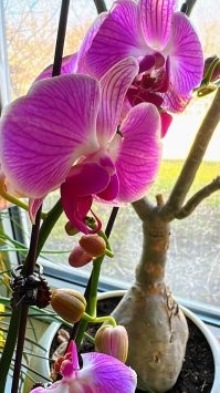 всегда луковичные были самыми бюджетными цветами, но как пару лет барыги просто с ума посходили. две тыщи сраный веник тюльпанов.. ой не, спасибо) в наваре только оптовики. а пока народ будет готов выкидывать в мусорку бабло, ничего не изменится. 
я живые люблю.