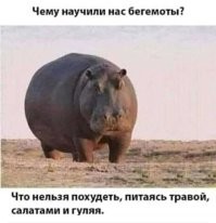 А где вы видели толстого хищника, питающегося мясом?