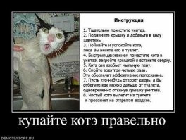 Купание  терпеливого кота