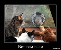 Кошачий наблюдательный пост