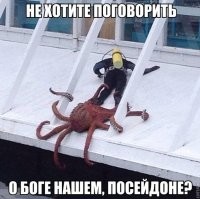 Осьминог смог за себя постоять