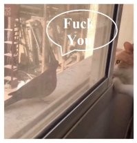 Кошачий наблюдательный пост