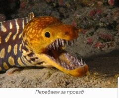 он бы еще мурену палкой потрогал!