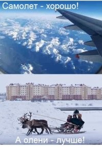 Олени вышли на взлетную полосу японского аэропорта