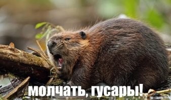 В Словакии бобр построил плотину, которая может оставить без воды пять тысяч жителей